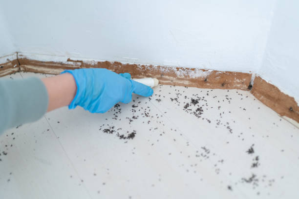 Best Mosquito Control Services  in St Paul, MO